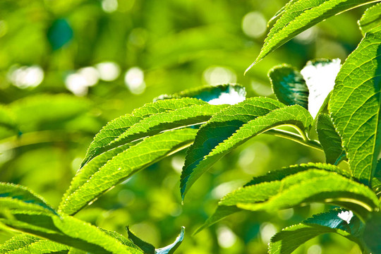 野生植物