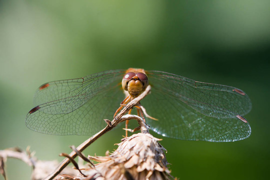 流浪的Glider Dragonfly