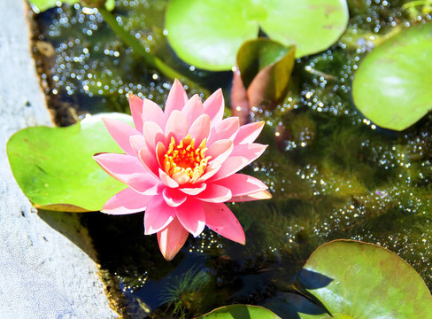 水百合