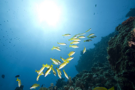海洋藍條紋鯛魚