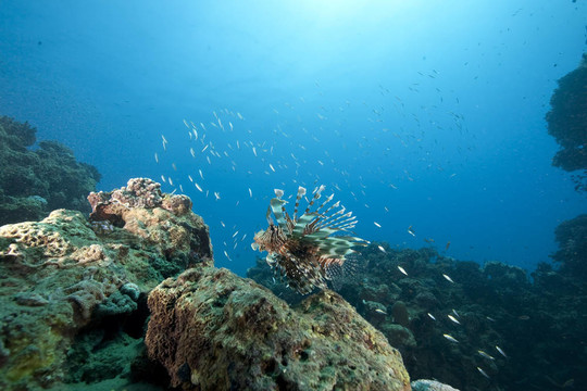 海洋和獅子魚