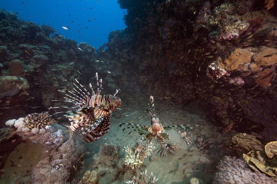 海洋和獅子魚
