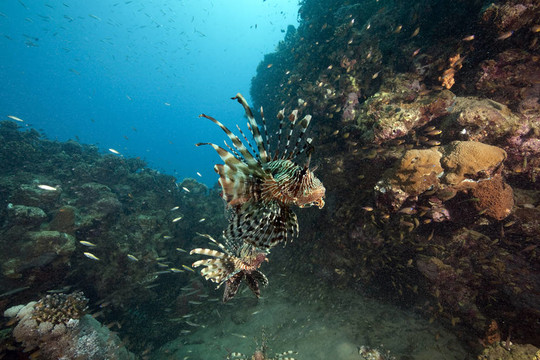 海洋和獅子魚
