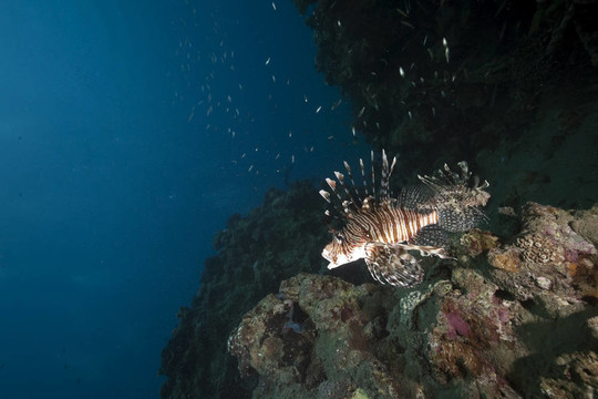 海洋和獅子魚