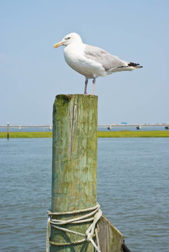 海鷗在打樁