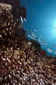 海洋；GlassFish和梭魚(yú)