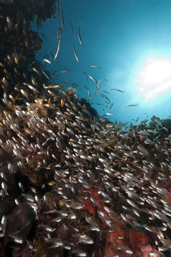 海洋；GlassFish和梭魚(yú)