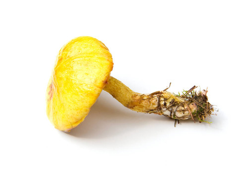 金針菇中分離