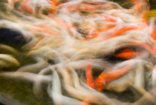 美麗的運(yùn)動的魚