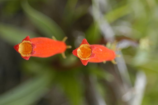 蘭花