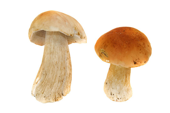 蘑菇中分離