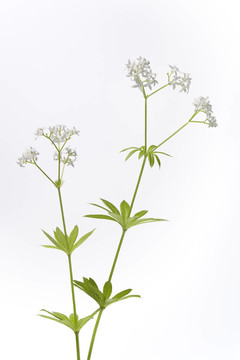 新鮮開(kāi)花的半圓在白色背景上的葉子