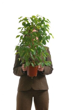 女商人躲在綠榕屬植物隔離