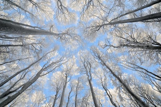 樹上掛滿了白霜