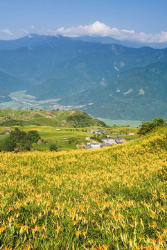 美麗的老虎百合農(nóng)場(chǎng)