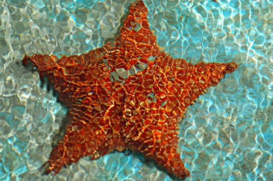 海星