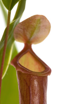 葉的食蟲植物- Nepenthes