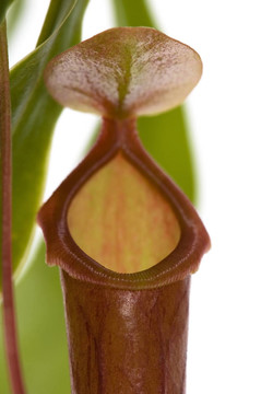 葉的食蟲植物- Nepenthes