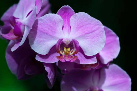 蘭花