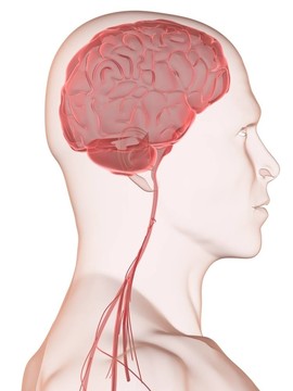 人類的大腦