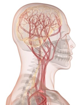 人類的大腦