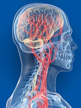 人類的大腦
