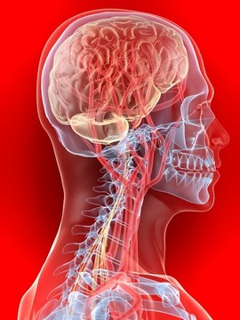 人類的大腦