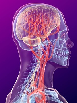 人類的大腦
