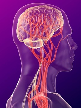 人類的大腦