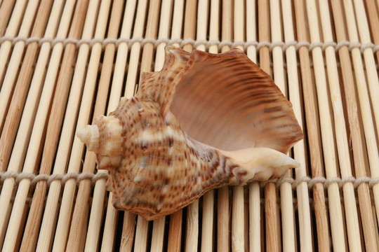 油菜殼