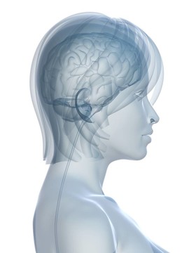 女性的大腦
