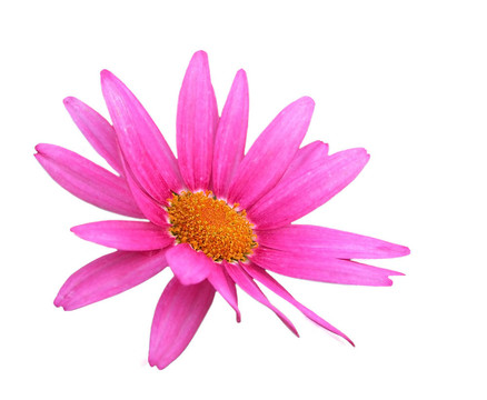 白色花上的花