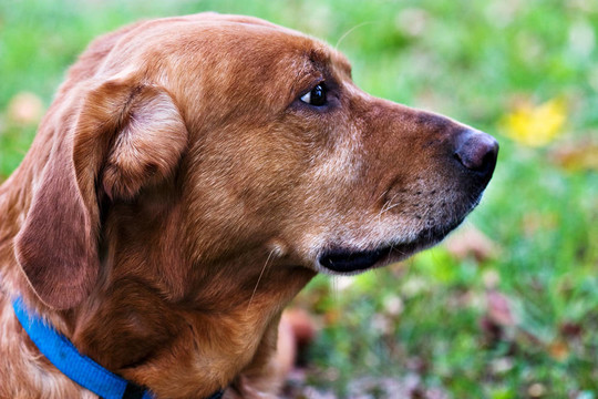 一只拉布拉多犬和金毛組合畫像