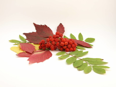 紅色圖片