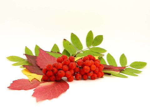 紅色圖片