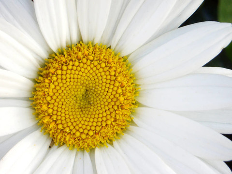菊花1