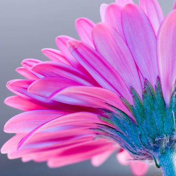 粉紅色的Gerbera flower