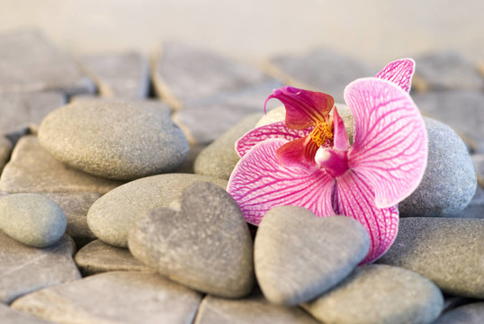 蘭花和石頭心