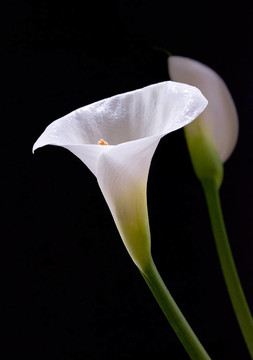 Calla百合花
