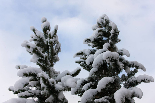 第一場(chǎng)雪
