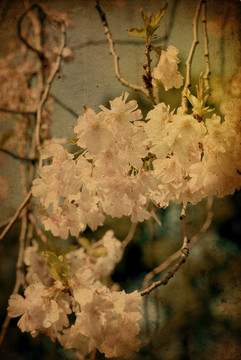 傳統(tǒng)的藝術(shù)之花