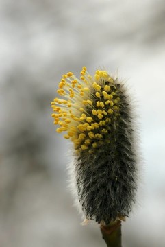 樹上的花。里海的柳樹