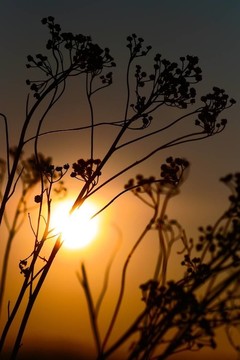夕陽的背景