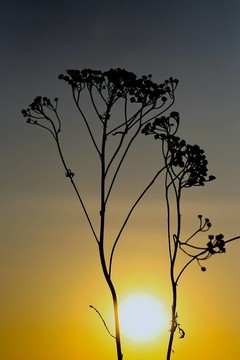 夕陽的背景