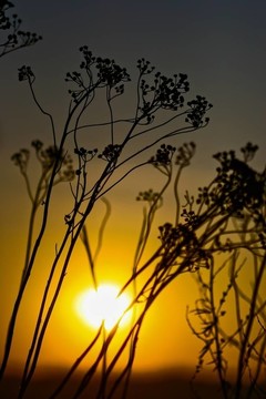 夕陽(yáng)的背景