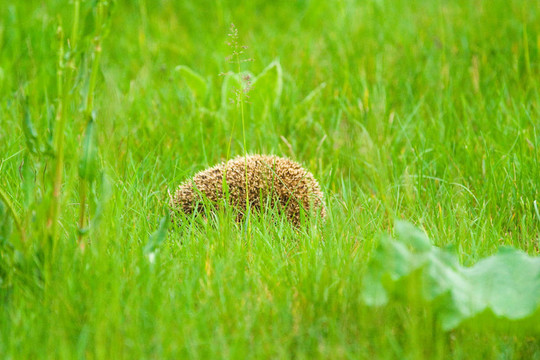 hedgehod