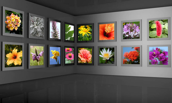 花卉攝影館展廳概念