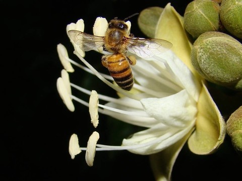 蜜蜂在角豆樹花
