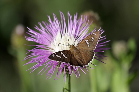 平淡的firetip蝴蝶Rothrocks Knapweed