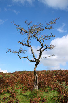 老藤樹上沒有樹葉，英國Dartmoor。